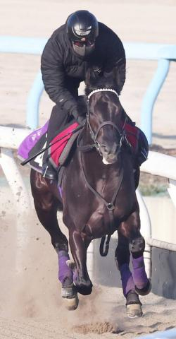 【若葉S】武豊騎手で権利取り狙うキッコベッロはソフトな最終調整　友道調教師「広いコースの方が合っている」