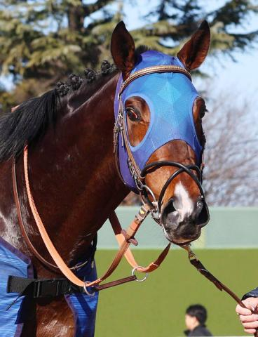 【注目馬動向】京浜盃で重賞連勝を狙うフィンガー　引き続き戸崎圭太騎手　ブルーバードCで重賞初出走V