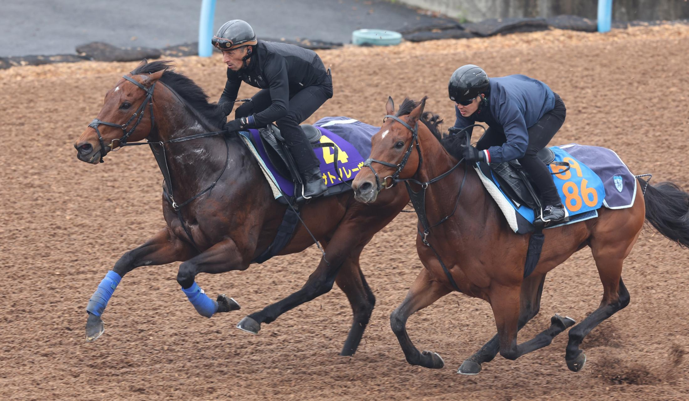 【高松宮記念】サトノレーヴ　連覇へ順調調整　１週前追い切りは併せ馬で半馬身先着　堀師「ほぼ仕上がっている」