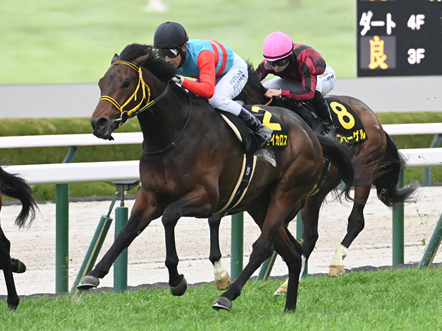 【ファルコンS予想】直近10年は前走1400m、1600m組が中心！ 前走で1200mに出走していた馬の取り扱いには要注意