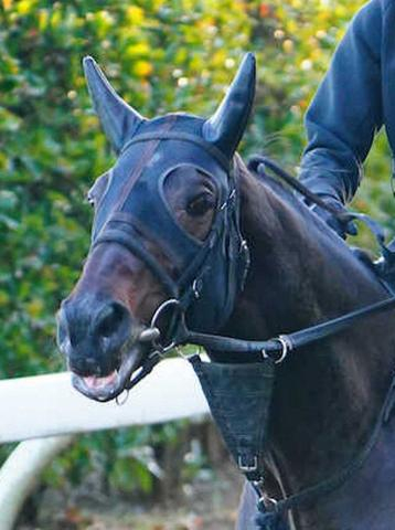 【日経賞】コスモキュランダ　26年始動戦　加藤士師「中山なら強気になってもいいのかなと」