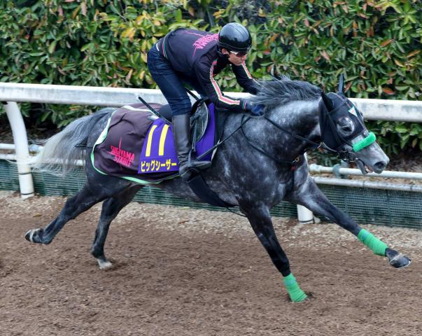 【高松宮記念】転厩初戦でも態勢が整ったビッグシーザー　陣営「馬なりで十分に反応できていました」