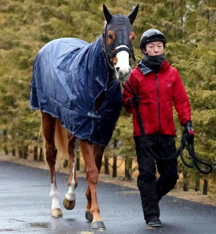 【注目馬動向】ファルコンSを快勝したダイヤモンドノットはNHKマイルCへ　福永調教師「いい経験になった」