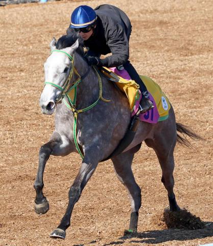 【注目馬動向】フラワーC2着ロンギングセリーヌは桜花賞へ　鞍上は引き続き石橋脩騎手