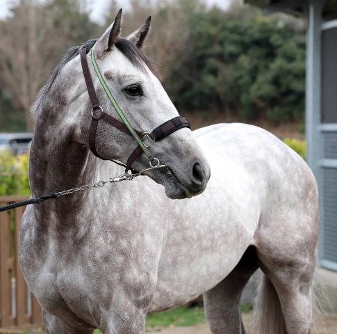 【高松宮記念】G1初挑戦のララマセラシオンが貫禄の2馬身先着!　大竹調教師「むしろ使って良くなっている」