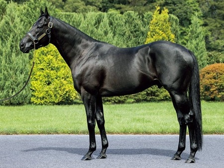 種牡馬コントレイル、まず一観が確定