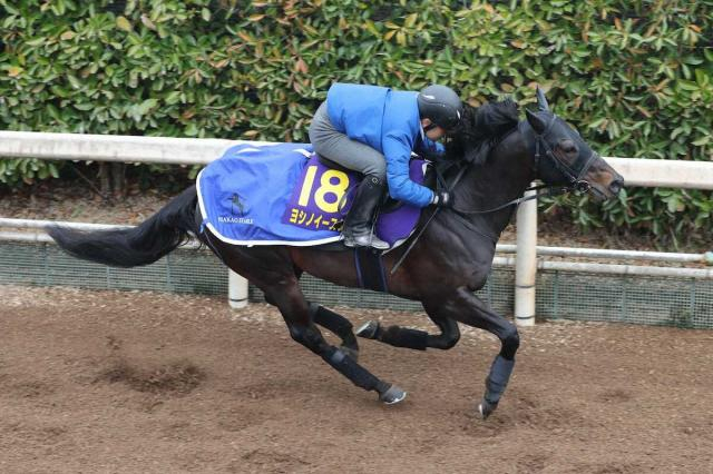 【高松宮記念】ヨシノイースター　坂路単走4F54秒2　推進力ある走り披露「成長した今なら」