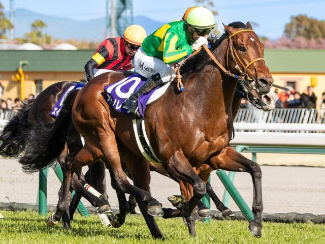 【高松宮記念展望】今年も海外遠征帰りのサトノレーヴが中心