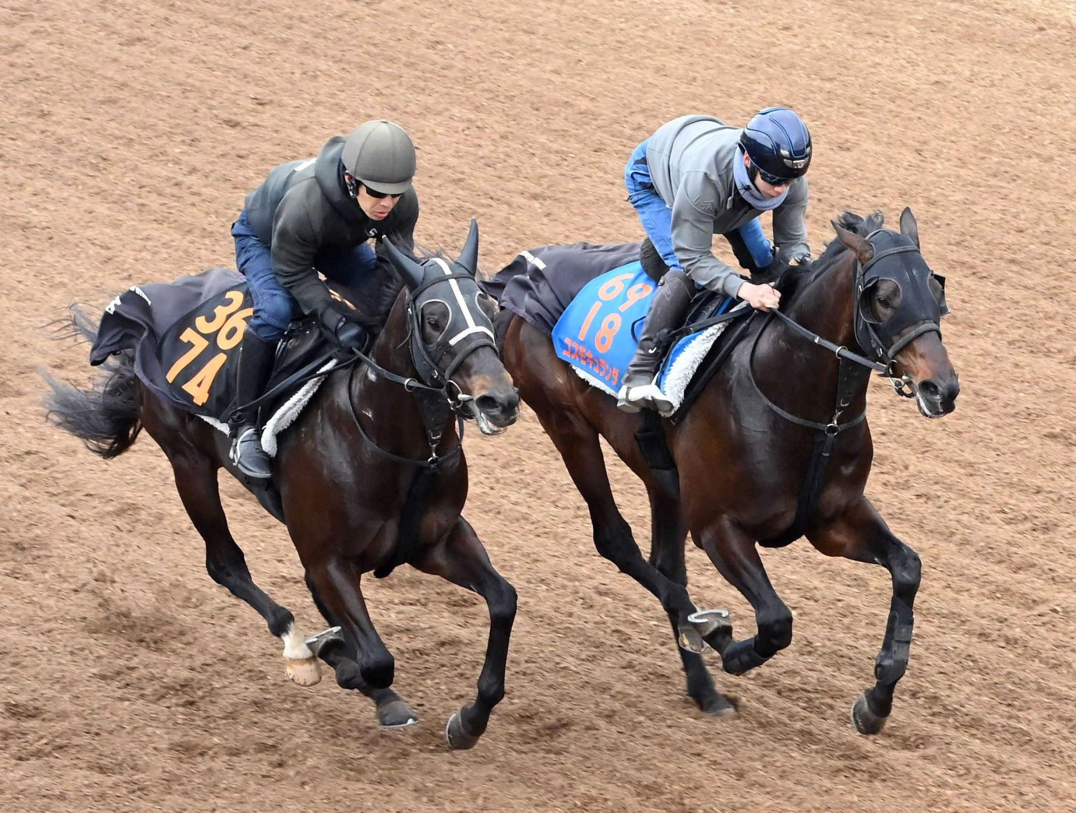 【日経賞】コスモキュランダ　好調キープ　加藤士師も手応え十分　得意の中山で今度こそ