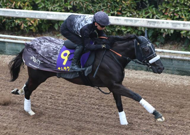 【高松宮記念】ナムラクレアの長谷川調教師「何とか最後にいい結果を迎えたい」ラストランでG1初V決める準備整った