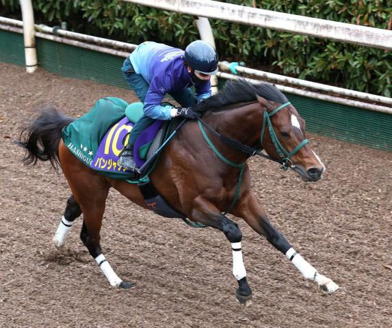 【高松宮記念】サウジ遠征帰厩後3度追い切り“10日仕上げ”のパンジャタワーは「力を出せる状態」