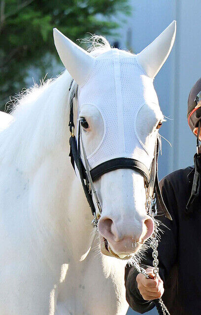 【悲報】ソダシさん白毛を産まない