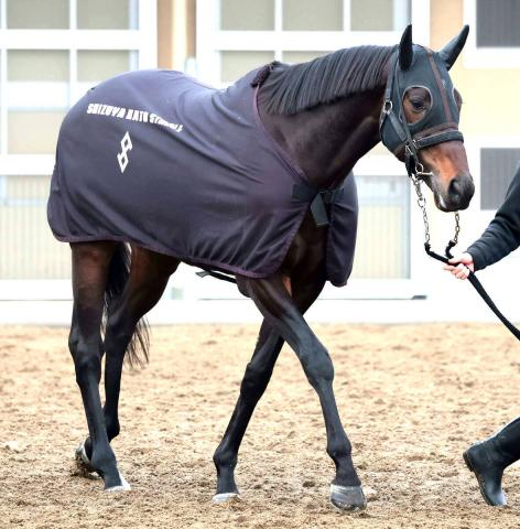 【日経賞】大激走した昨年の有馬記念以来となるコスモキュランダは4枠7番　チャックネイトは7枠12番