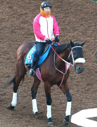 【注目馬動向】シャマルは3連覇のかかるかしわ記念で巻き返しへ　