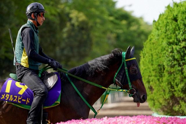 【ダービー卿CT】メタルスピード　中山マイル合う　相田助手「今後も楽しみ」