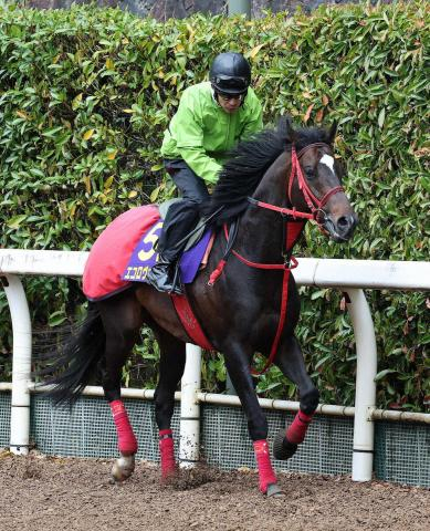 【大阪杯】エコロヴァルツ　上積みアピール　牧浦師「力強さが出てきた」
