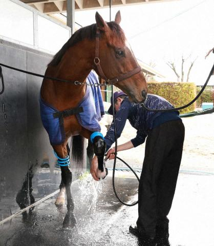 【大阪杯】レーベンスティール悲願G1制覇へ!　田中博康師を直撃「もう失敗できない」