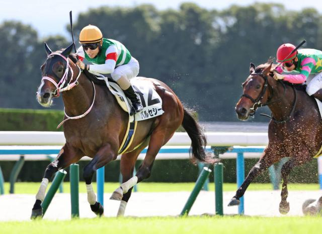 【チャーチルダウンズC】まだまだ奥があるバルセシートは坂路でパワフル　松下調教師「前走のブリンカー効果はありました」