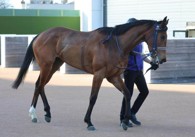 【桜花賞・1週前】アネモネS3馬身差Vのディアダイヤモンド　手塚久調教師「疲れが取れて、いい雰囲気」