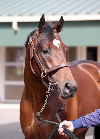 【ダービー卿CT】馬なりで坂路一番時計タイをマーク「元気いっぱい」　8歳馬タイムトゥヘヴンに戸田調教師も手応え
