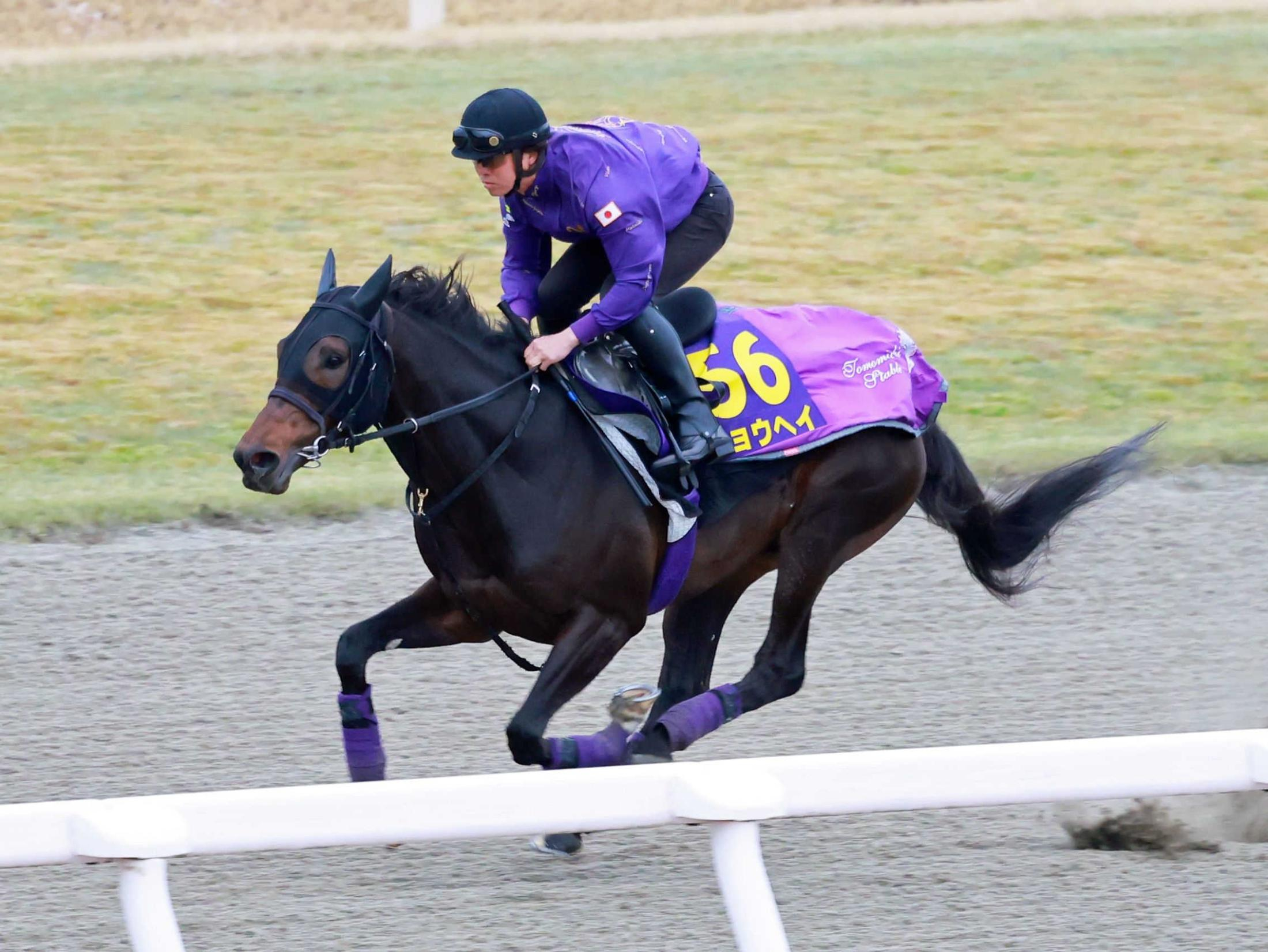 【大阪杯】ショウヘイ　馬なり抜群の迫力　友道師も納得「リズム良く走れていた」　強敵揃いも「十分チャンスある」