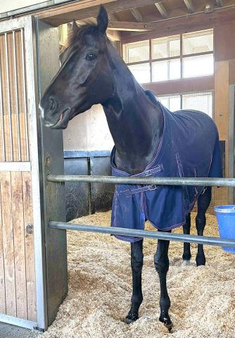 【大阪杯・一夜明け】復活V飾ったクロワデュノールは馬房で元気な姿　間宮助手「もう一段上がるのかなと思います」