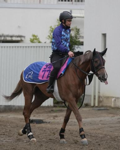【ニュージーランドT】ヒズマスターピース　馬の良さ生かす　佐々木「長くいい脚を使える」