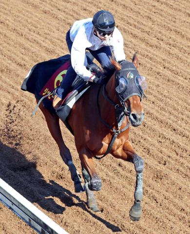 【桜花賞】クイーンC2着のジッピーチューンは坂路を機敏な動きで状態良好　初経験の輸送をクリアできれば