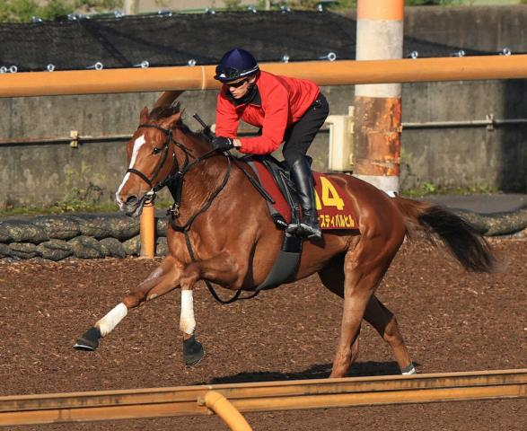 【桜花賞】フェスティバルヒル　中161日も「いい感じ」　CWコース単走ラスト1F11秒5