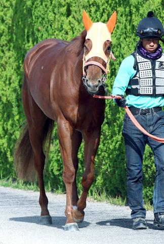 【桜花賞】2歳女王スターアニスは7枠15番　高野調教師「与えられた枠でジョッキーに任せます」