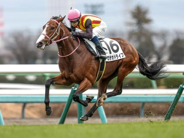 【ニュージーランドT予想】トリッキーな中山芝1600m コース実績を重視