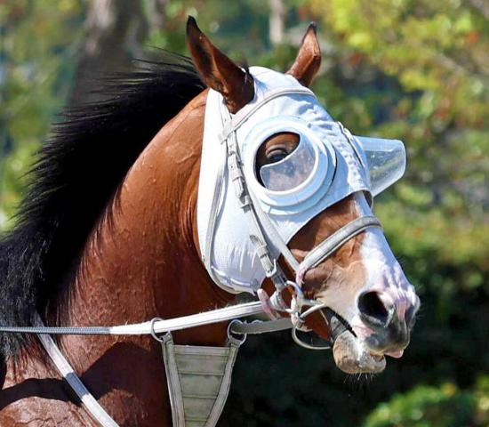 【ニュージーランドT】単勝1・7倍ロデオドライブは首差及ばず2着　津村明秀騎手「3、4コーナーで脚を取られて…」