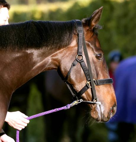 【桜花賞・特選有力馬チェック】アランカールは買うべき?　