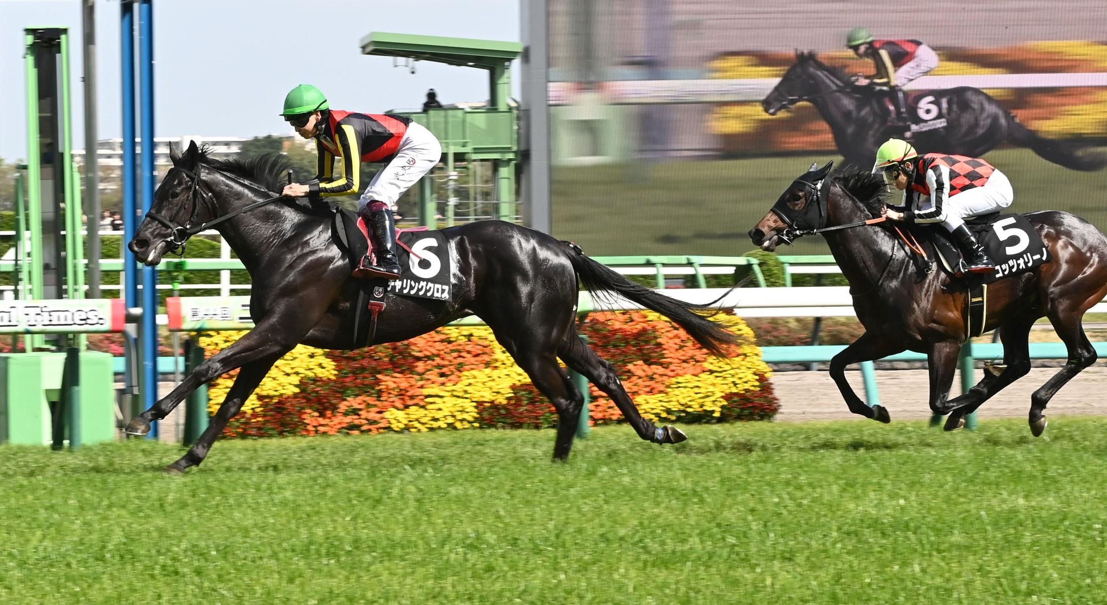 【山藤賞】チャリングクロス　クロワデュノール全弟が切れ味勝負制す　横山武が将来性評価「晩成タイプ。成長楽しみ」奥村武師は菊花賞見据える