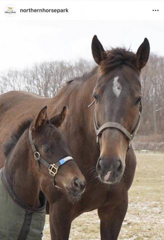 「母にべったりの甘えん坊」名牝グランアレグリアに第4子の牡馬が誕生　「楽しみな配合」「可愛すぎます」など歓喜の反応