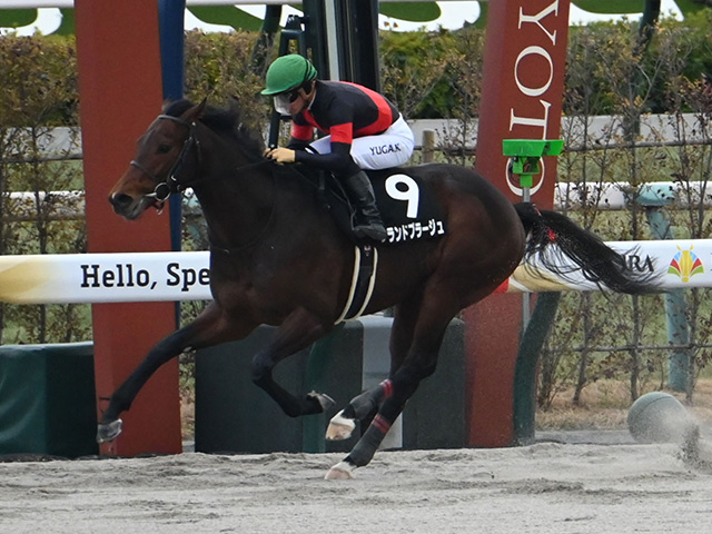 【アンタレスS】グランドプラージュ、サンデーファンデーなどが登録