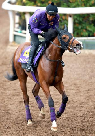 【皐月賞】「恥ずかしくないくらいの出来に...」体質強化&好仕上がりのアドマイヤクワッズに陣営は自信　