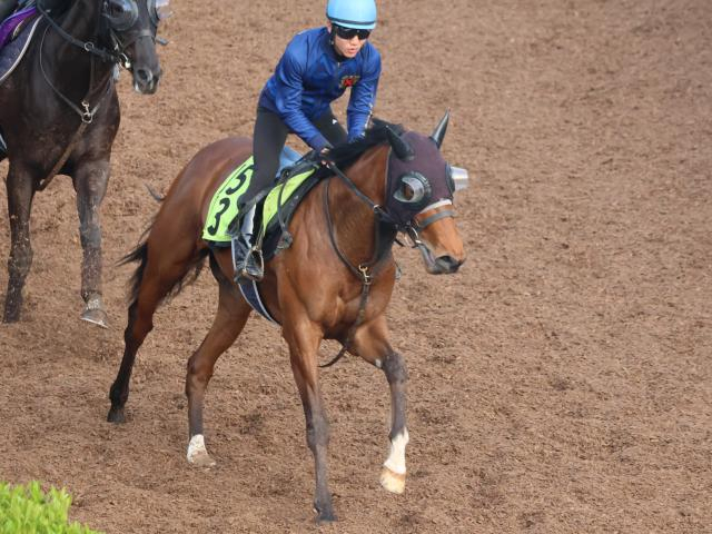 シスキンブルームなど、先週のゲート試験/栗東トレセンニュース
