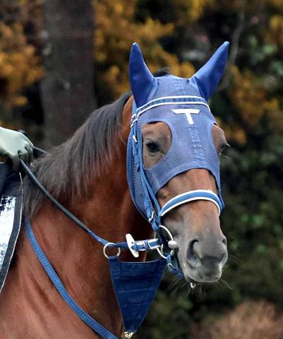 【注目馬動向】報知杯FR制覇のギリーズボールはNHKマイルCを視野　キャロットクラブが発表