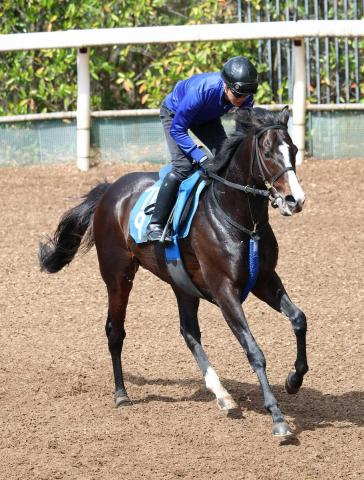 【アンタレスS】ムルソー　池江師“発展途上”の評価　目先の重賞より将来が大事　