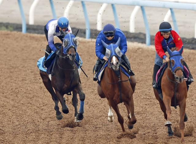 【中山GJ】つきっきりも最後...ラストJG1石神深一騎手がプラチナドリームと最終リハ「勝って引退式ができたら最高」