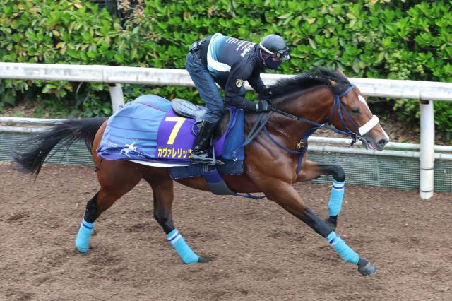 【皐月賞】整いました!カヴァレリッツォが坂路を楽走で万全アピール　「しっかり仕上がったと思う」と陣営も手応え