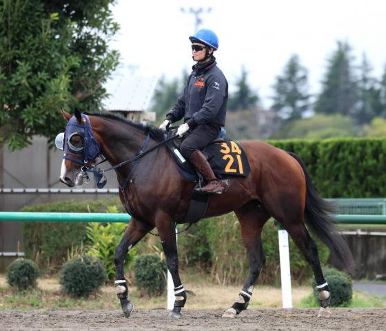 【注目馬動向】ニュージーランドT4着のディールメーカー、アルデトップガン　NHKマイルC登録を予定