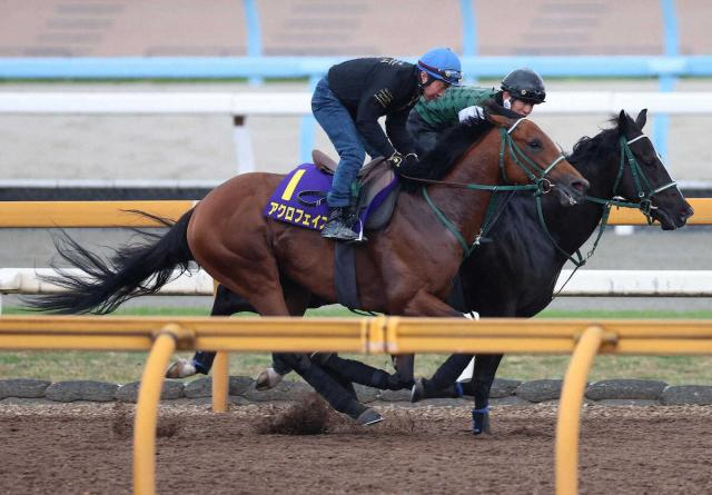 【皐月賞】アクロフェイズ　馬なりラスト12秒4　奥村豊師「変わりなく順調」