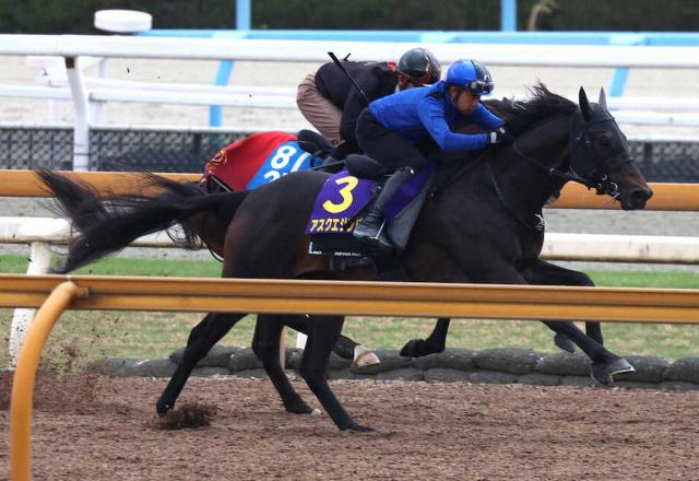 【皐月賞】アスクエジンバラ、直線強めに半馬身先着　福永師「さらに良くなった」