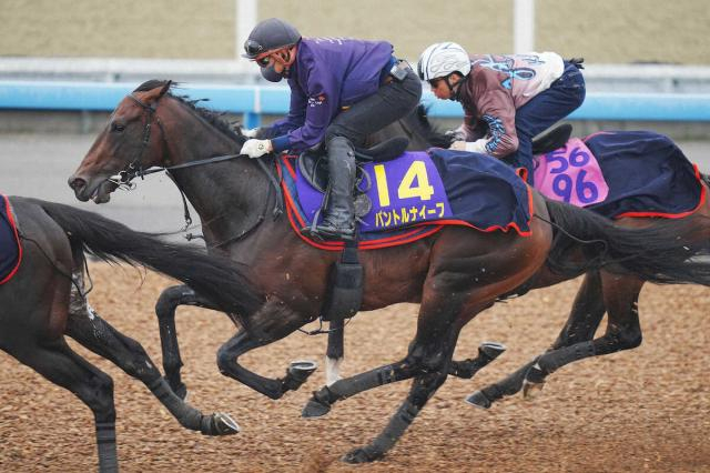 【皐月賞】パントルナイーフ、最長ブランクVへ進化　Wコースラスト1F11秒3「順調に調整」