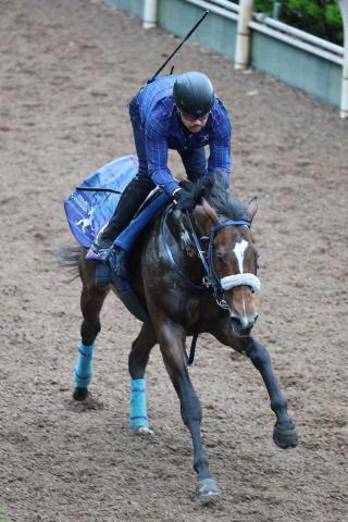 【皐月賞】ロードフィレール上積み強調　田嶋助手「状態は上がっています」