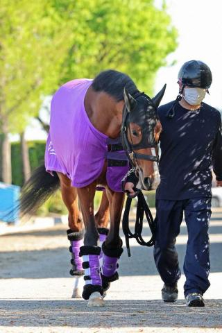 【皐月賞】(17)アドマイヤクワッズ　良化ムード漂う　友道師「体も絞れた感じ」