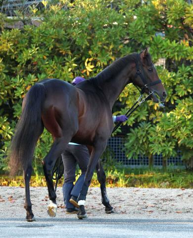 【皐月賞】(18)バステール　大外枠も前向き　斉藤崇師「内でごちゃつくよりは…」