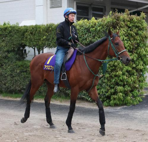 【皐月賞】(13)アクロフェイズ　外枠も問題なし　奥村豊師「運を含めて実力がある」